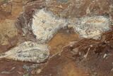 Two Fossil Ginkgo Leaves From North Dakota - Paleocene #189045-1